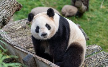 Обои 2560x1600 панда, млекопитающее, дикая природа