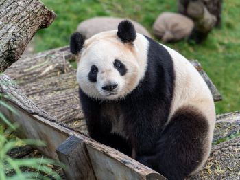 Обои 1024x768 панда, млекопитающее, дикая природа