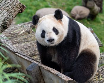 Обои 1280x1024 панда, млекопитающее, дикая природа
