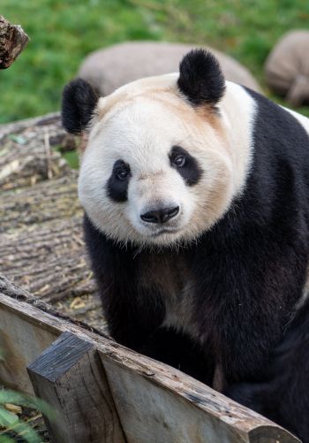 Обои 1668x2388 панда, млекопитающее, дикая природа
