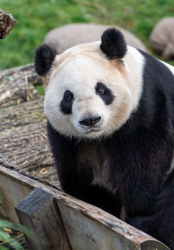 Обои 1640x2360 панда, млекопитающее, дикая природа