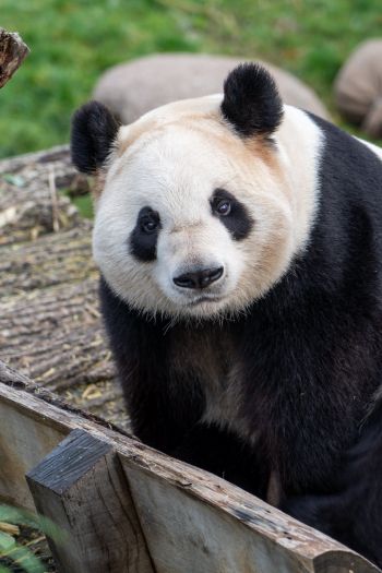 Обои 640x960 панда, млекопитающее, дикая природа