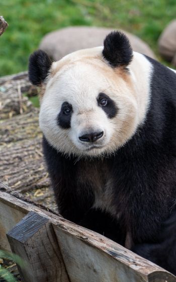 Обои 800x1280 панда, млекопитающее, дикая природа