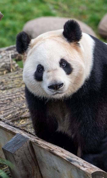 Обои 1200x2000 панда, млекопитающее, дикая природа