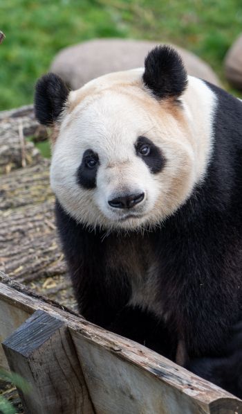 Обои 600x1024 панда, млекопитающее, дикая природа