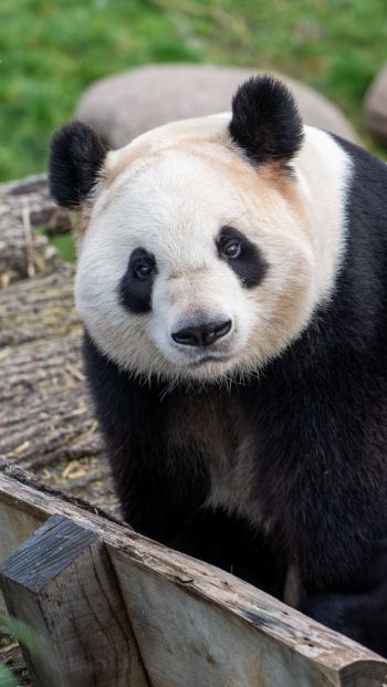 Обои 640x1136 панда, млекопитающее, дикая природа