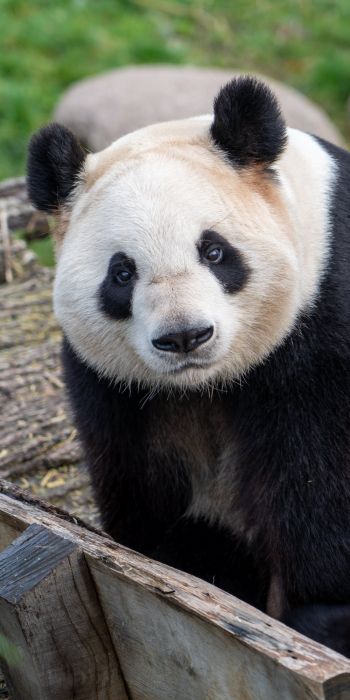 Обои 720x1440 панда, млекопитающее, дикая природа