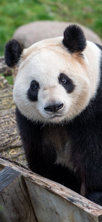 Обои 1125x2436 панда, млекопитающее, дикая природа