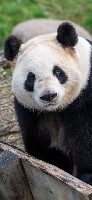 Обои 1080x2340 панда, млекопитающее, дикая природа