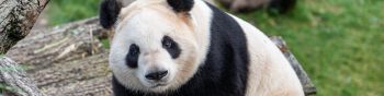 Обои 1590x400 панда, млекопитающее, дикая природа