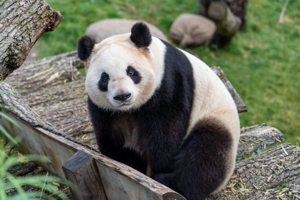 Обои 3750x2500 панда, млекопитающее, дикая природа