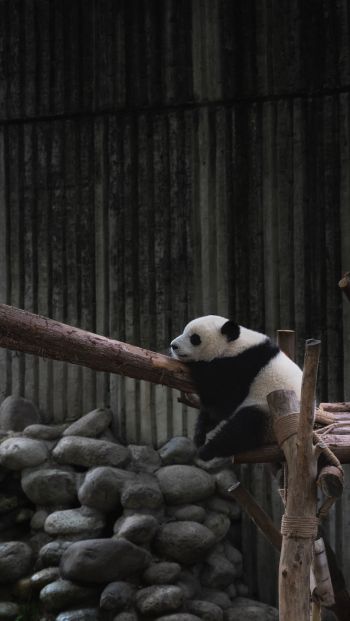 panda, bear, wildlife Wallpaper 640x1136