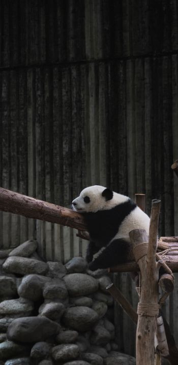 panda, bear, wildlife Wallpaper 1080x2220