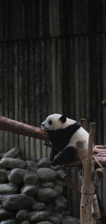 panda, bear, wildlife Wallpaper 1440x3040