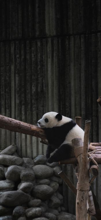 panda, bear, wildlife Wallpaper 1080x2340