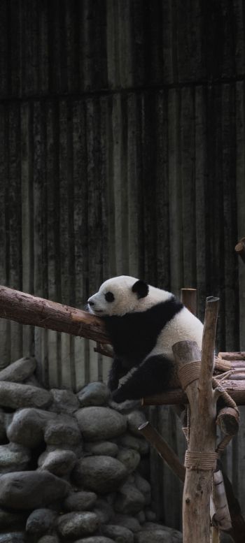 panda, bear, wildlife Wallpaper 1440x3200