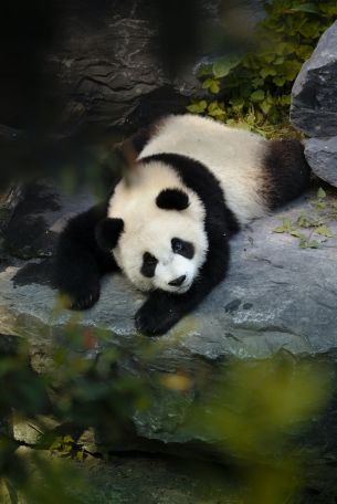 panda, bear, wildlife Wallpaper 3670x5496