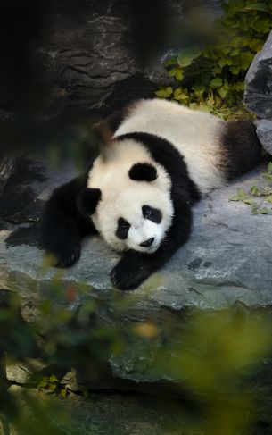 panda, bear, wildlife Wallpaper 1752x2800