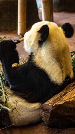 panda, mammal, bear Wallpaper 640x1136