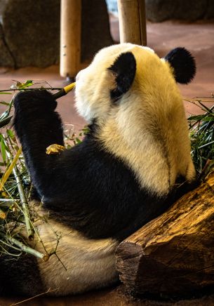 panda, mammal, bear Wallpaper 1668x2388