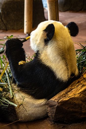 panda, mammal, bear Wallpaper 640x960