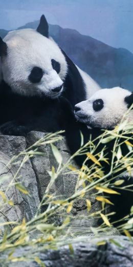 panda, bear, mammal Wallpaper 720x1440