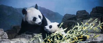 panda, bear, mammal Wallpaper 2560x1080