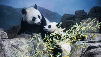 panda, bear, mammal Wallpaper 1366x768