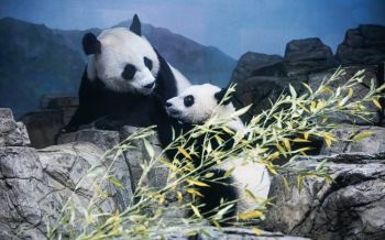 panda, bear, mammal Wallpaper 1920x1200