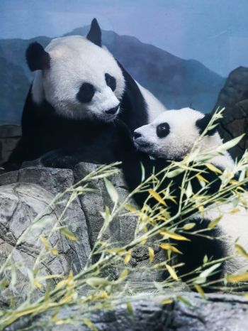 panda, bear, mammal Wallpaper 1536x2048