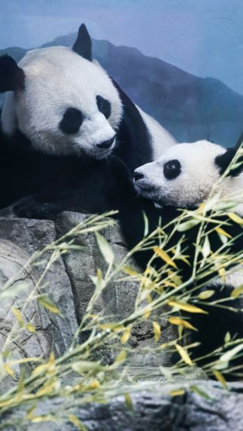 panda, bear, mammal Wallpaper 640x1136