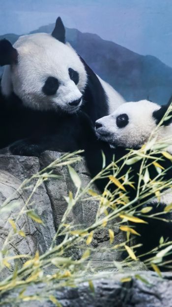 panda, bear, mammal Wallpaper 750x1334