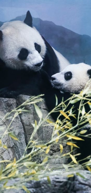 panda, bear, mammal Wallpaper 720x1520