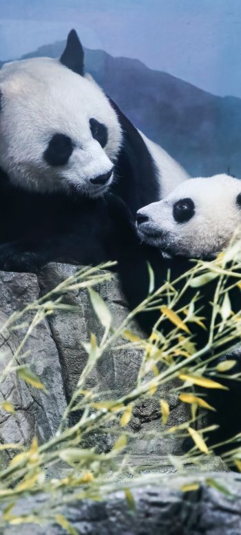 panda, bear, mammal Wallpaper 720x1600
