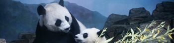 panda, bear, mammal Wallpaper 1590x400
