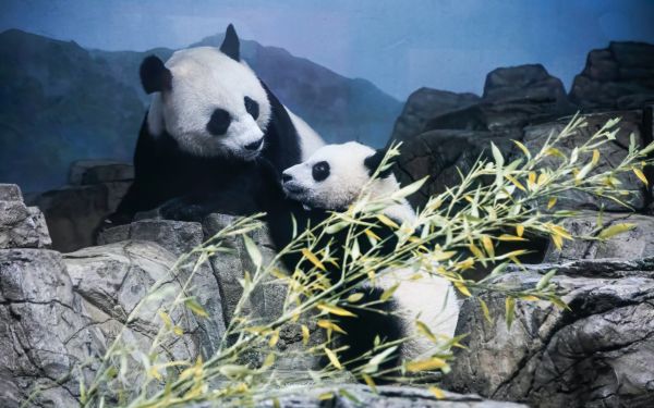 panda, bear, mammal Wallpaper 2560x1600