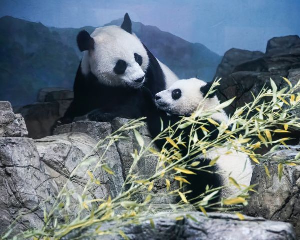 panda, bear, mammal Wallpaper 1280x1024