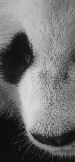 panda, bear, black and white Wallpaper 1080x2340