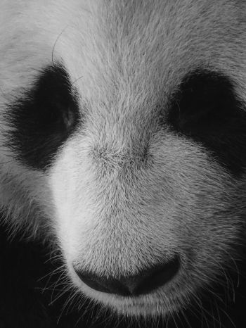 panda, bear, black and white Wallpaper 2048x2732