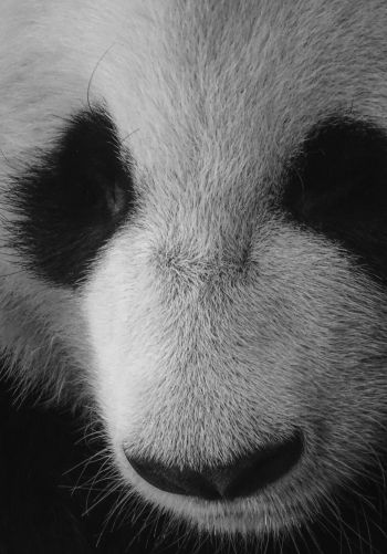 panda, bear, black and white Wallpaper 1668x2388