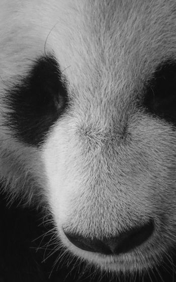 panda, bear, black and white Wallpaper 1752x2800