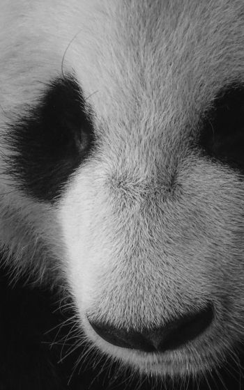panda, bear, black and white Wallpaper 1200x1920