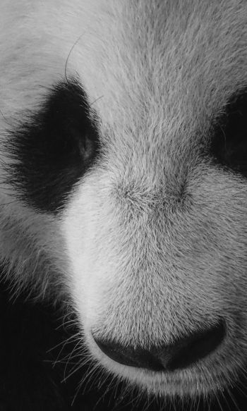 panda, bear, black and white Wallpaper 1200x2000