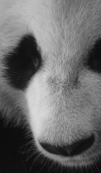 panda, bear, black and white Wallpaper 600x1024