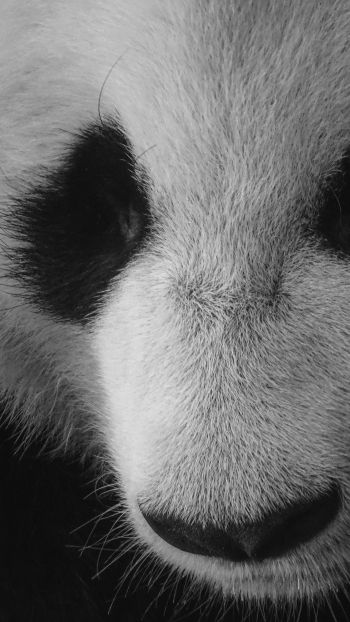 panda, bear, black and white Wallpaper 2160x3840