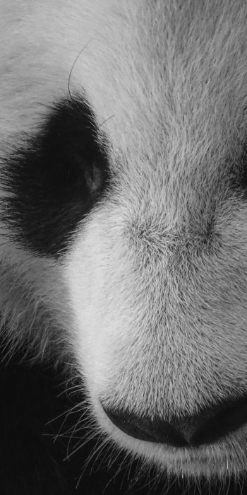 panda, bear, black and white Wallpaper 720x1440