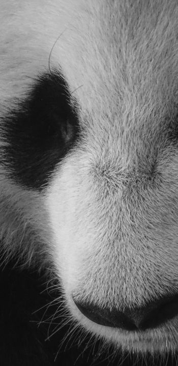 panda, bear, black and white Wallpaper 1080x2220