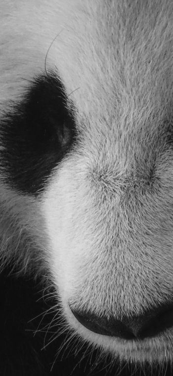 panda, bear, black and white Wallpaper 1170x2532