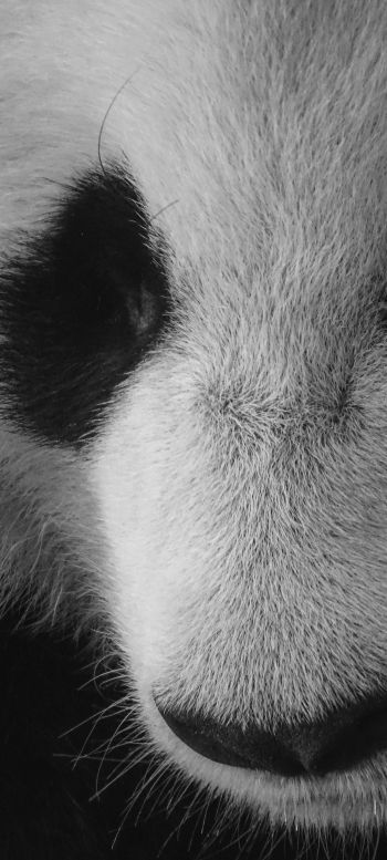 panda, bear, black and white Wallpaper 1440x3200