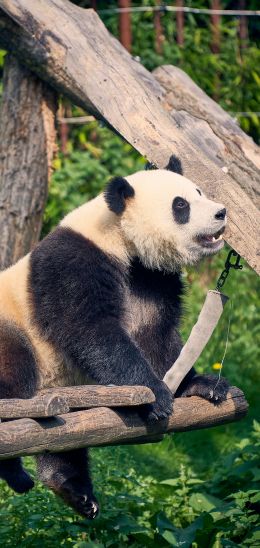 Обои 1080x2280 панда, медведь, млекопитающее